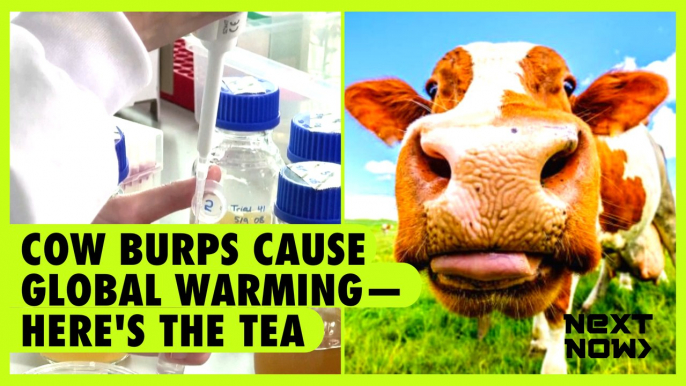 Cow burps cause global warming—here's the tea | Next Now