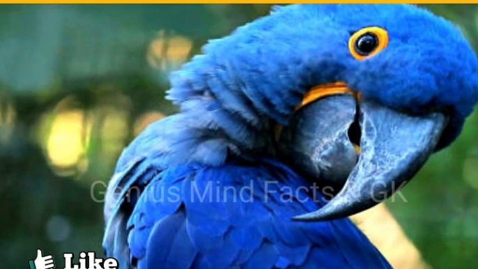 Amazing Facts About Parrot | तोते के बारे में रोचक तथ्य #shorts #रोचक #ytshort #facts