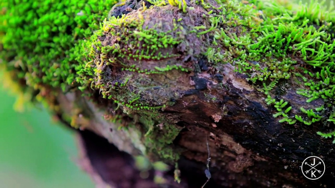 COSTA RICA IN 4K 60fps HDR (ULTRA HD) (1)