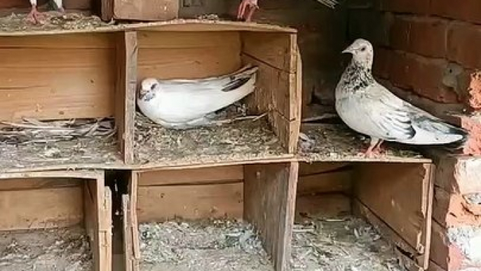 Pigeons Breeding Process #pigeons