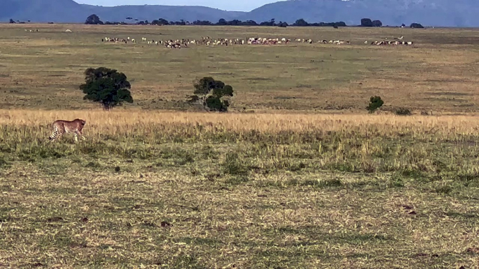 Maman phacochère chasse le guépard - Buzz Buddy