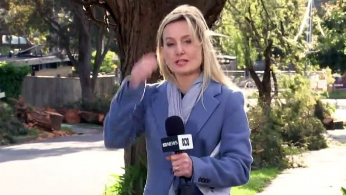 Wild winds overnight bring trees down across the city