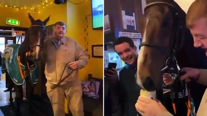 A horse walks into a bar: US Grand National winner Hewick drinks a pint of GUINNESS in a pub with trainer Shark Hanlon as some fans compare moment to Ginger McCain and Red Rum… but others claim the 7-year-old looks 'terrified'