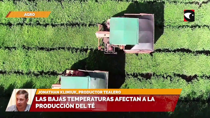 Las bajas temperaturas afectan a la producción del Té