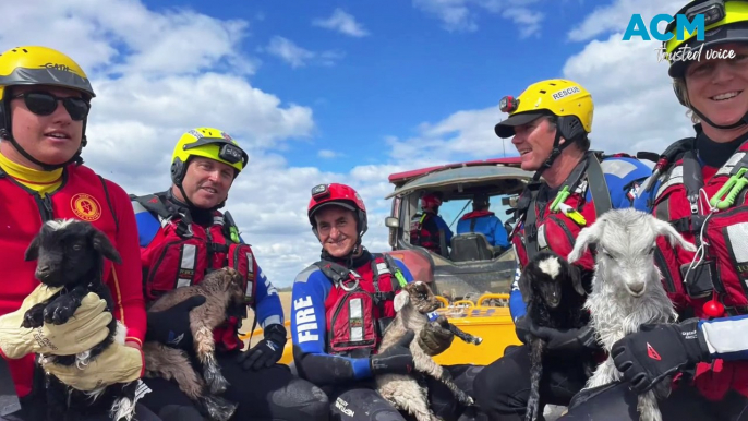 Strike team to the rescue for this farmer and his goats