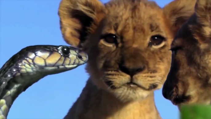 Lions Vs King Cobra Fight To Death - Lion Cubs Escaped From Snake Hunting And Returned With Mother