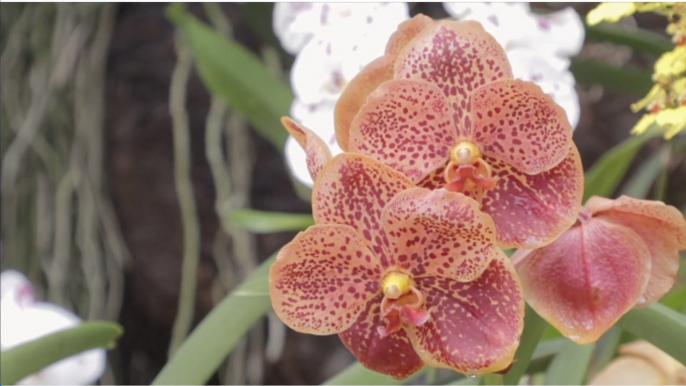 5 fleurs magnifiques qui illustrent toute la beauté de la nature