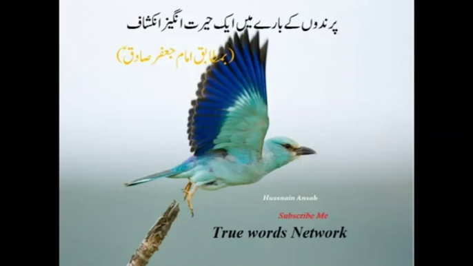 Amazing about birds info by imam jafar |How does birds die?True Words Network by hasnain | پرندوں کی موت کیسے ہوتی ہے