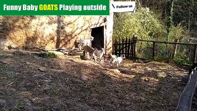 Baby Goats Playing and Jumping Outside |Nature is Amazing|