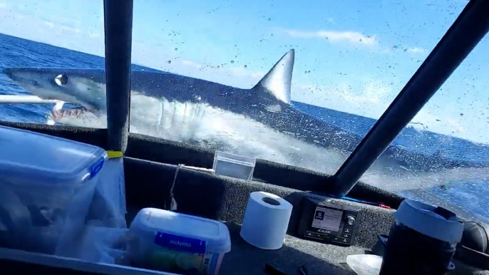 Un requin mako de 2 mètres saute sur un bateau de pêche en Nouvelle-Zélande