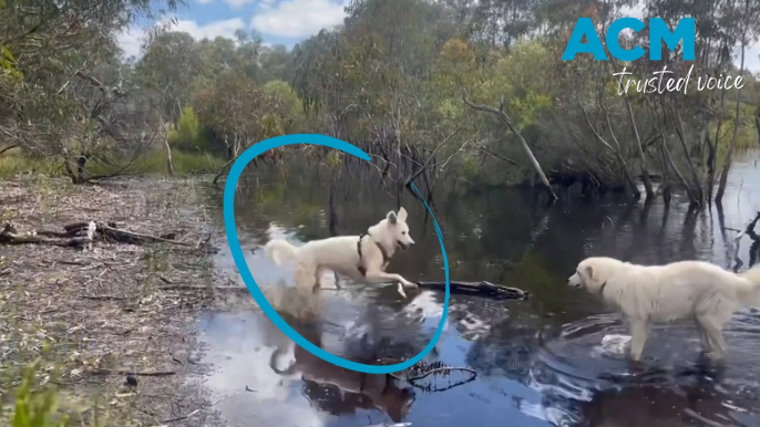 Canberra dog Murphy the Maremma living his best life after being rehomed to Moore River Ranch, WA