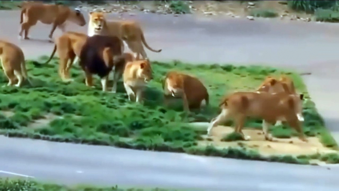 Tiger Hunts Antelope! King Of Swamps Determined To Catch Lions and Tigers for food ► War Animals