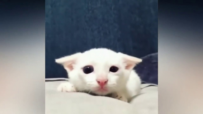 Kompilasi Kucing Lucu dan Hewan Piaraan Lucu- video lucu hewan