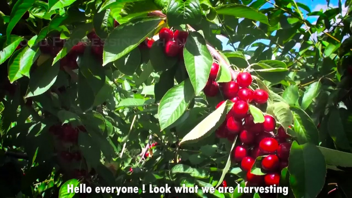 Cherry Harvest Process  How Cherries Are Packed In The Factory  Modern Cherry Harvesting Machine