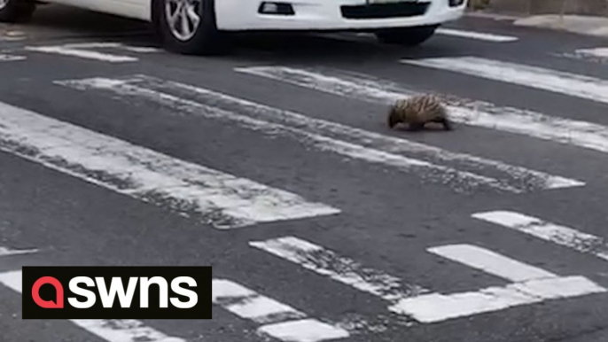 ﻿﻿An echidna was filmed casually using a zebra crossing - while traffic waited patiently.