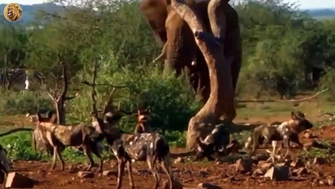 The Moment The Wild Dogs Killed Newborn Elephants Heartlessly   Animals Fight (3)