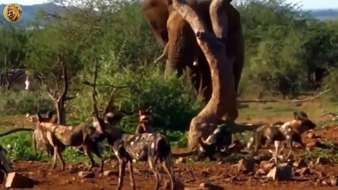 The Moment The Wild Dogs Killed Newborn Elephants Heartlessly   Animals Fight (5)