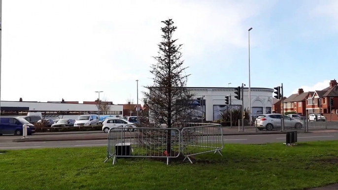 Locals blast council over putting lights on 'dead' tree