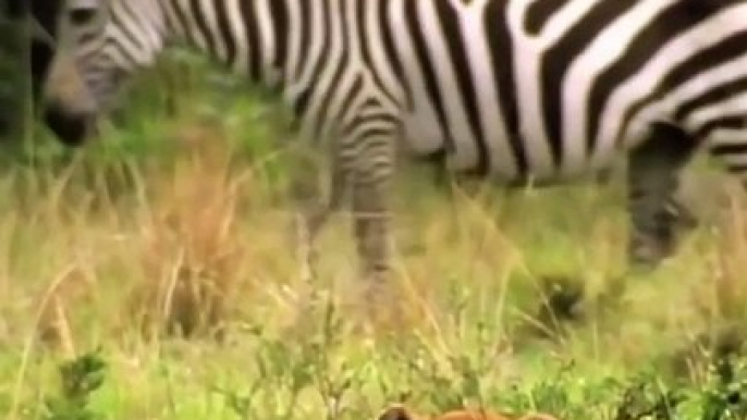 Scary Lion Hunting and Killing Newborn Zebras   Animals Fight #shorts #animals #lion #Zebra