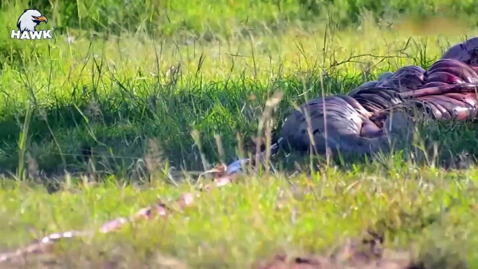 7 Times Heartbreak When Big Cats Kill Pregnant Animals Caught On Camera   The Hawk (2)
