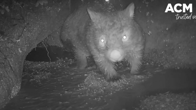 NSW Floods: Native animals flooded out