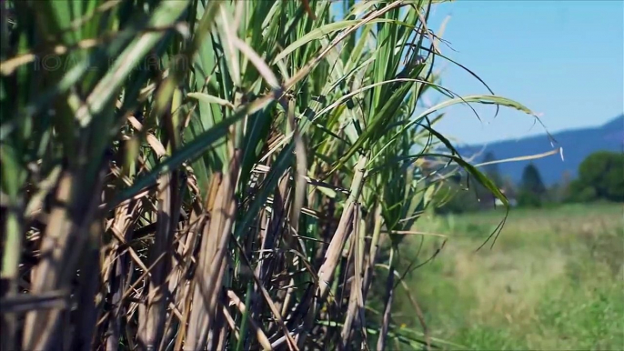 SugarCane Growing and Harvest - Sugar Mill Processing Line - Modern Machine Harvest