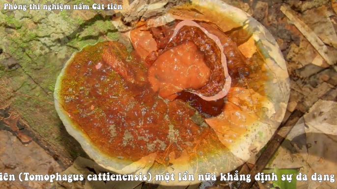 Đa dạng sinh học nấm lớn Vườn quốc gia Cát Tiên. Mushroom biodiversity in Cat tien national park. _HD