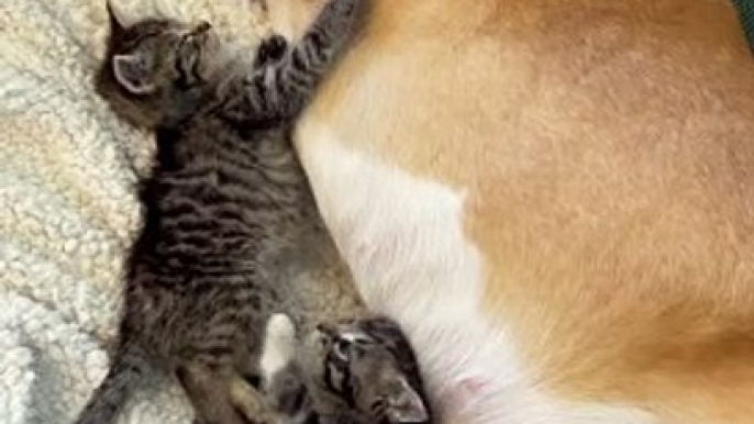 Ginger the Pitbull Is the Best Foster Mom to Kittens
