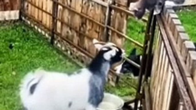 crazy goats ll This is why GOATS ll the FUNNIEST ANIMALS try not to laugh