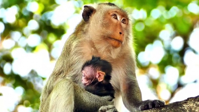 Amazing Newborn Monkey...Little Newborn Baby Just Shaking His Body In Mommy's Hands