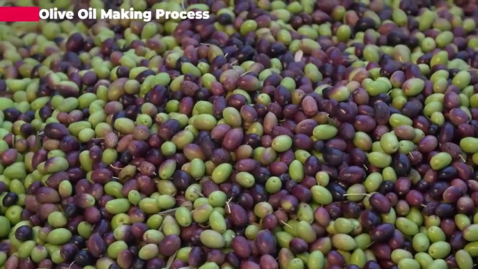 Olive Oil Making Process _ Modern Olive Harvesting Technology _ How Olive Oil Is Made