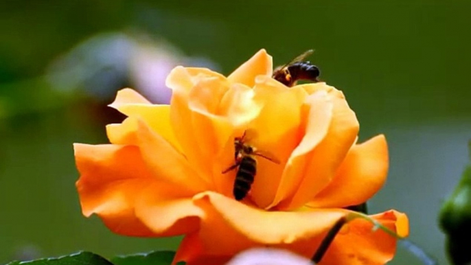 How Bees Collect Nectar To Make Honey   Bees on Flowers   Bees and Flowers   Animal's Galaxy #Shorts