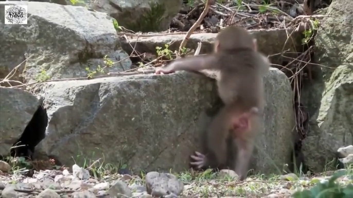 Lion And Leopard Fighting   Leopard Attack Fail   Wild Animals Fighting   Female lion vs leapord (2)