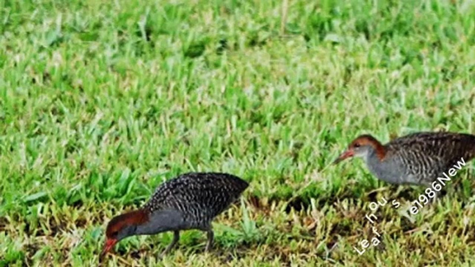 Chim Chằng Nghịch - Gà Nước Vằn Kêu Gọi Bầy Về Ngay _ Slaty-breasted Rail _ Leafhouse1986New