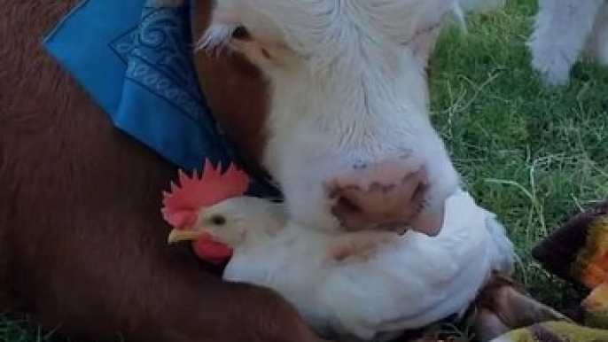 Unlikely Friends Embrace at Animal Sanctuary #animals #freinds #shorts