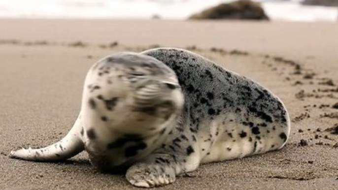 seal on the beach|seal|#viral #trending #dailymontion #viralvideo