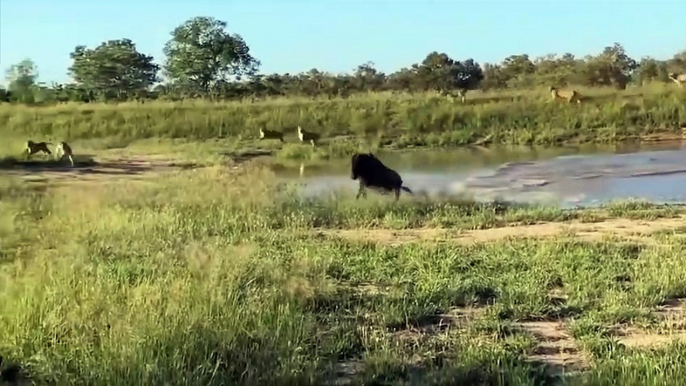 WATCH NOW! Wildebeest hunting is not easy - The clumsy Lions were flung by Wildebeest into the river