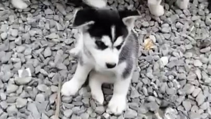 Cute Puppies  Video By kingdom of awais