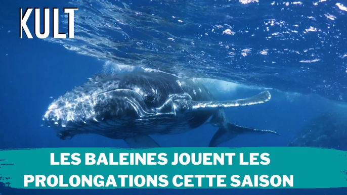 Les baleines jouent les prolongations cette saison