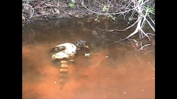 Anaconda VS Crocodile Amazing Viral Fight In The Cristalino River   Anaconda And Crocodile Fighting (2)