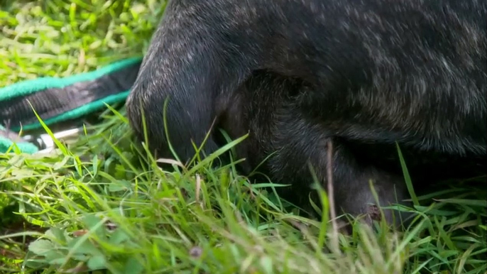 Paul O'Grady For the Love of Dogs S10E06