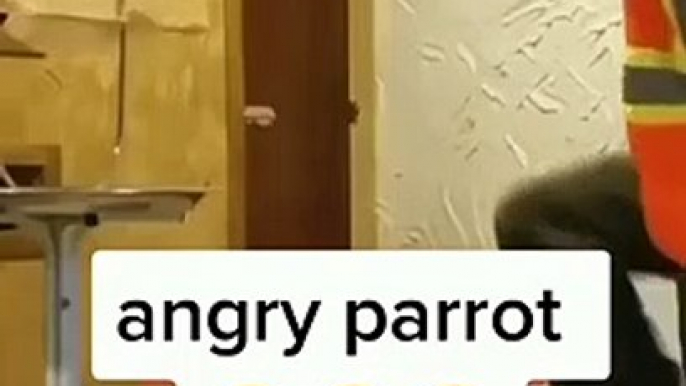 Amazing parrot video | funny parrot| angry parrot video
