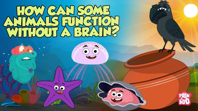 How Some Animals Function With No Brain | Animals Without Brains | The Dr Binocs Show |Peekaboo Kidz