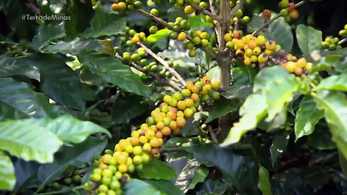 O Terra de Minas relembra um passeio por plantações de café na Serra da Mantiqueira