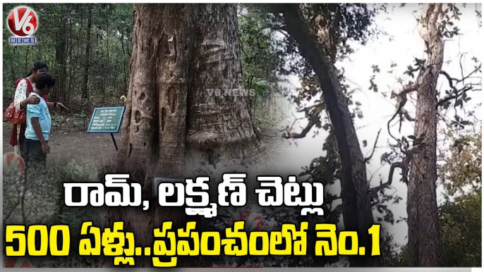 200 Year Old Lakshman Tree, Attracts Public _ Gadchiroli, Maharashtra _ V6 News