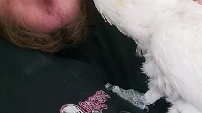 Guy Cuddles an Adorable Cockatoo