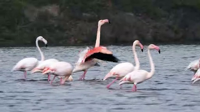 Flamants roses dans la brume (4K) - Pink flamingos