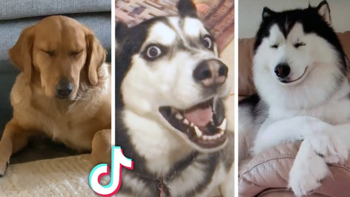 Best Dog Videos Compilation | Cutest puppies and funniest dogs | HaHa Animals