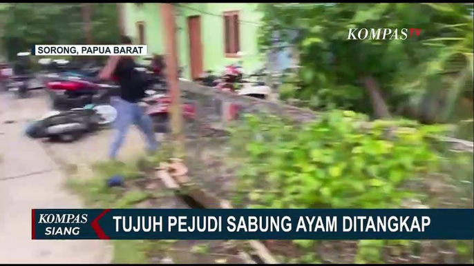 7 Pelaku Judi Sabung Ayam Diringkus Tim Gabungan Satreskrim Polres Sorong Kota