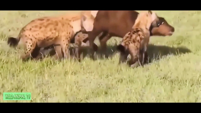 Gorilla vs Bear, Lion vs Buffalo, Big Baboon Attacks Crocodile   Most Amazing Wild Animal Attacks (3)